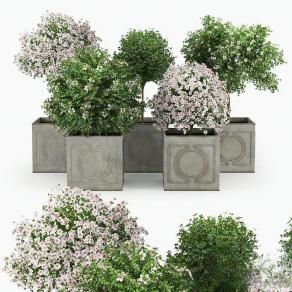 现代花钵 盆栽 花池